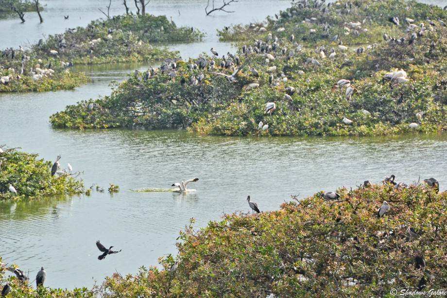 Vedanthangal - India's Oldest Bird Sanctuary | Shadows Galore