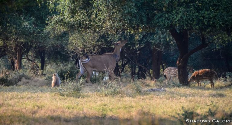 A Diary From The Jungles Of Panna | Shadows Galore