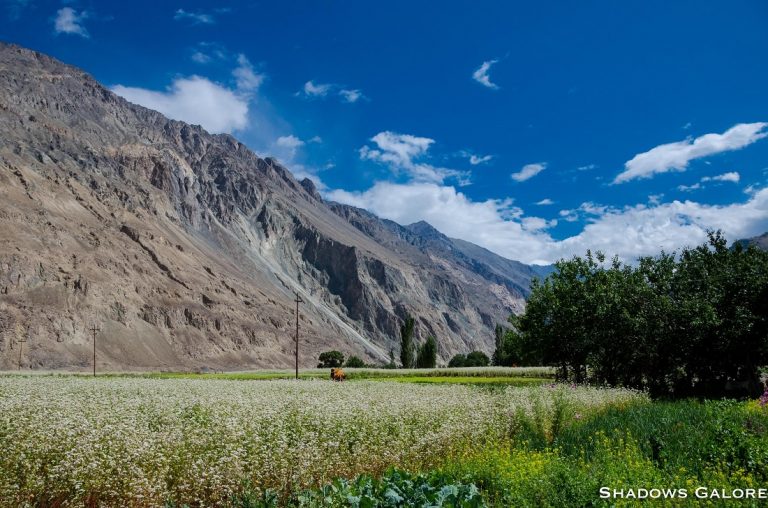 Turtuk - The Crown Jewel Of Baltistan | Shadows Galore